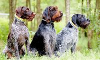 Geben Sie Ihrem Jagdhund eine Ausbildung in Wolnzach - Mobile Hundeschule Scharl